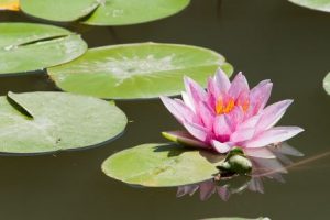 Lotus flower reincarnation