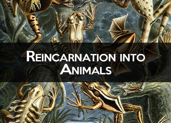 Reincarnation to Animals
