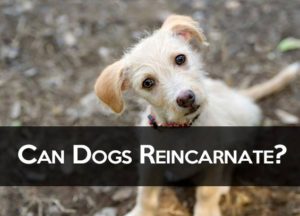 Can Dogs Reincarnate